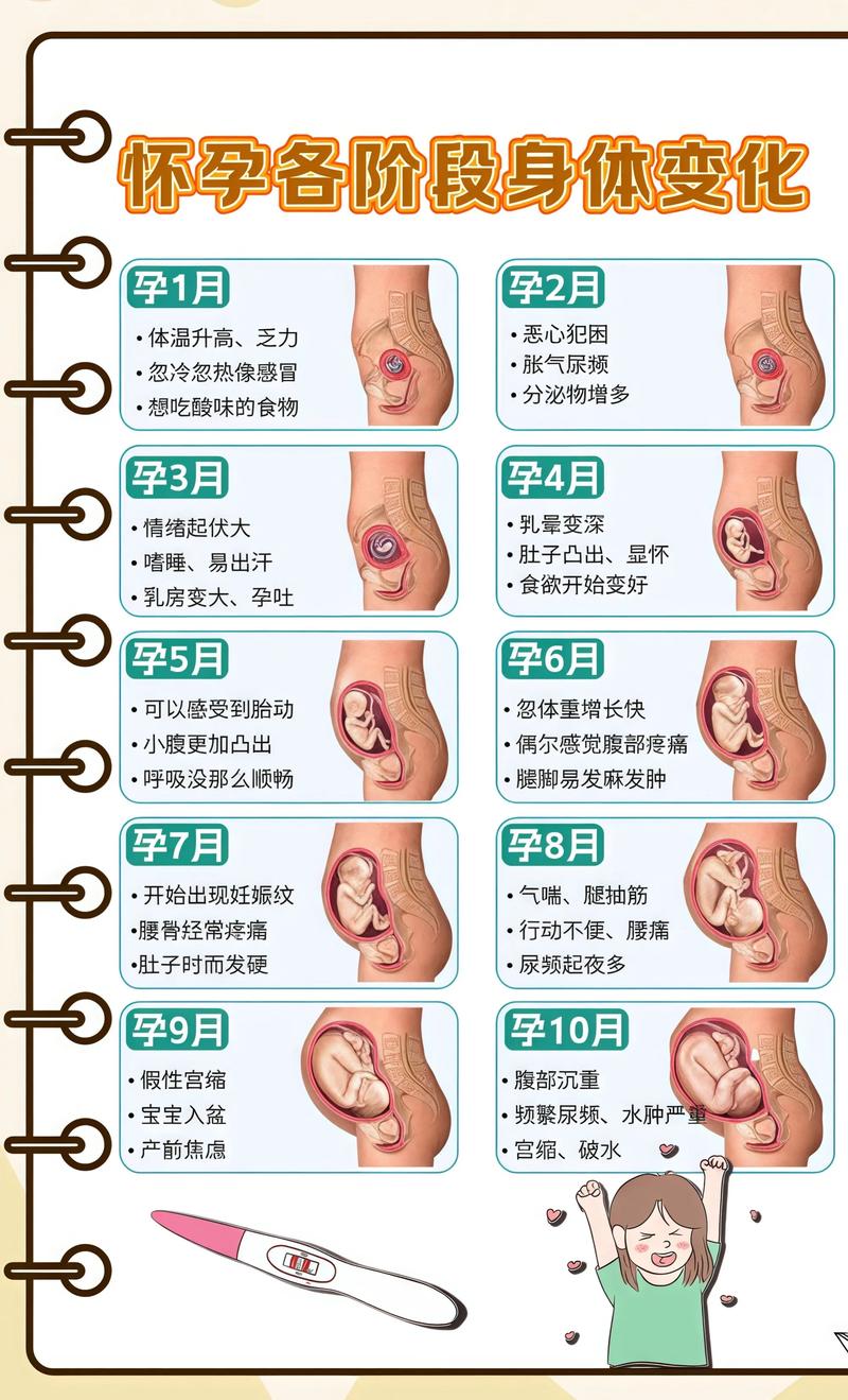 揭秘供卵代孕妈妈怀孕小腹分两节，孕期变化的奥秘黄南代生机构:
